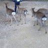 セフィル 的头像