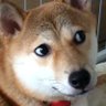 もふもふころころわんこちゃん𝕏 的头像