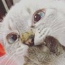 結香 的头像