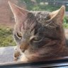 Profilbild von Looker