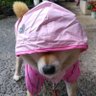 ィヌモチᗦ profil fotoğrafı