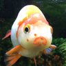 金魚 的头像