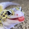 ゲッコー★さん profil fotoğrafı