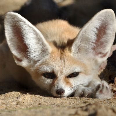ポコ's profile picture