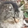 たまたま's profile picture