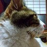 Profilbild von ようじろ (🐈️おとう)