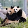 BLACK PANDA 🐼💙❤️ 的头像