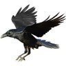 Bjørg Hræfn's profile picture