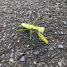 カマキリ 的头像