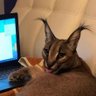 a cat profil fotoğrafı