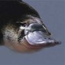 Profilbild von commentateur TV