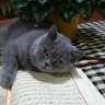 Sevgi Taşkın 的头像