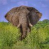 Profilbild von Hathi
