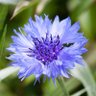Fleur Bleue 的头像