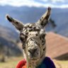LlamaMajestic 的头像
