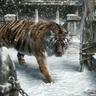 el tigre profil fotoğrafı