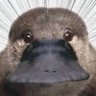 Profilbild von らはさか