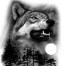 Profilbild von Lobo plateado