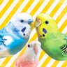 Profilbild von しろきな - no inko no life -