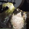 あじもも's profile picture