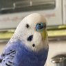 いまねづみ 的头像