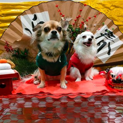 ちまきなころんINよねっこはうす🐾's profile picture