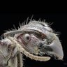 Tojo profil fotoğrafı