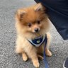 ジョナゴールド's profile picture