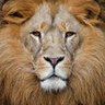 Lion of Judah profil fotoğrafı