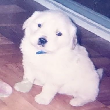 じょうかつ🐶's profile picture