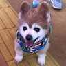 ともみ's profile picture