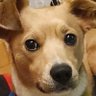 Фото профиля Dog