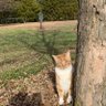 The So Stunning and Brave Thundercat's profile picture