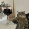 The 🐈's meow profil fotoğrafı