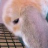 もふカフェ🍰 profil fotoğrafı