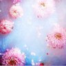 美香's profile picture