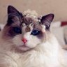 Фото профиля crypto_Sen