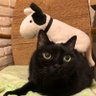 くろぴぃ 的头像