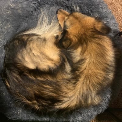 まるまりーぬ's profile picture