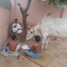 Фото профиля Save n Protect #Gau#Brahmana