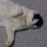 Profilbild von 1974zix