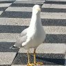 Carola🧭's profile picture