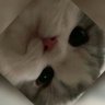 Profilbild von Девочка по имени Федя Котов.