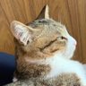 限界数学科生の翁🐾🌳's profile picture