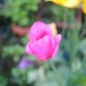 Chief Gardener profil fotoğrafı