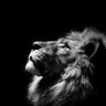 VIP's profile picture