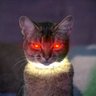 Фото профиля AstroCat 9000