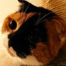 oyajineko 的头像