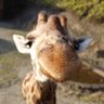 みーこ 的头像