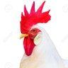 Profilbild von CluckingTendies